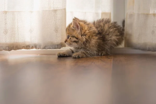 집에서 아침에 지상에 귀여운 페르시아 고양이의 클로즈업 — 스톡 사진
