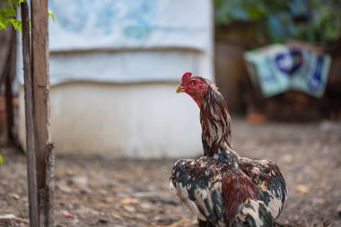 Güzel mücadele horoz