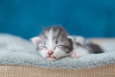 yatakta uyuyan kedicik