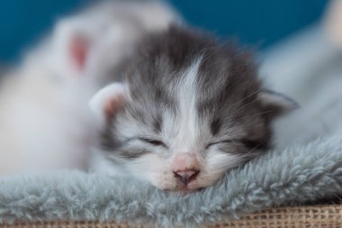 yatakta uyuyan kedicik