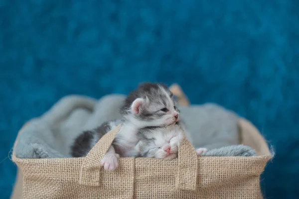 睡在床上的小猫 — 图库照片