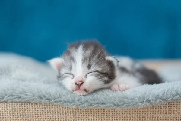 Kattunge sover på sängen — Stockfoto