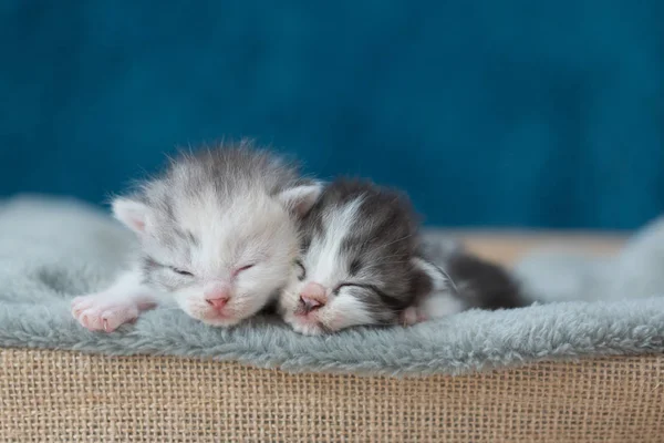 ベッドで眠っている子猫 — ストック写真