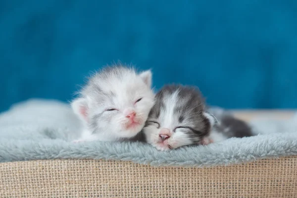 Kitten slapen op bed — Stockfoto
