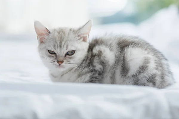 愤怒的波斯语猫 — 图库照片