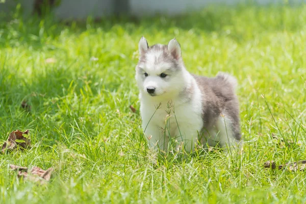 Sibirya köpek yavrusu — Stok fotoğraf