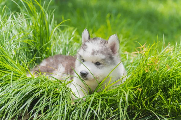 Сибирский щенок — стоковое фото