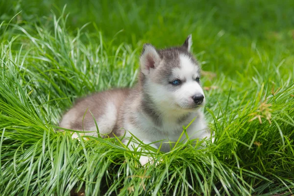 약간 시베리아 강아지 — 스톡 사진