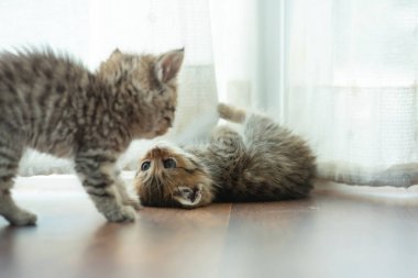 Şirin İran kedisi.