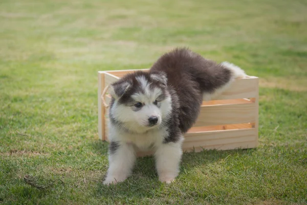 나무 상자에 시베리아 강아지 — 스톡 사진