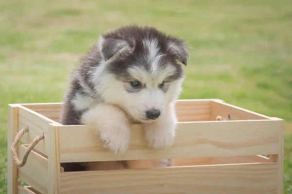 Cachorro siberiano en caja de madera — Foto de Stock