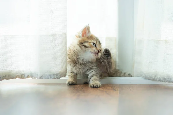 Niedliches persisches Kätzchen — Stockfoto