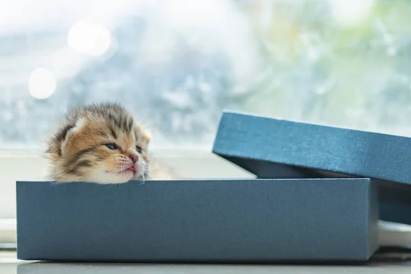 Lindo gatito en la caja — Foto de Stock