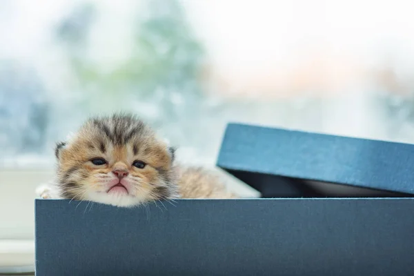 Lindo gatito en la caja — Foto de Stock