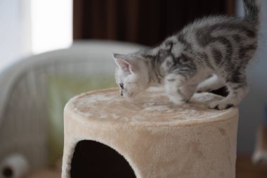Kedi kule üzerinde şirin yavru kedi