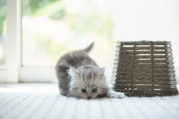 Gatinho persa feliz — Fotografia de Stock