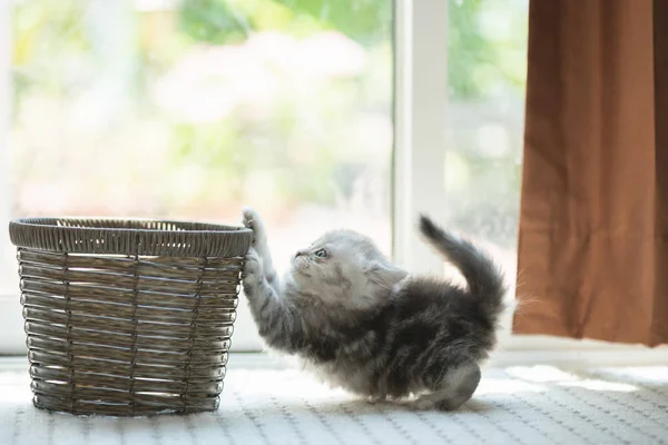 Gelukkig persian kitten — Stockfoto