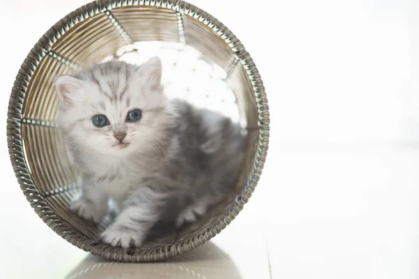 Kotek w koszyku — Zdjęcie stockowe