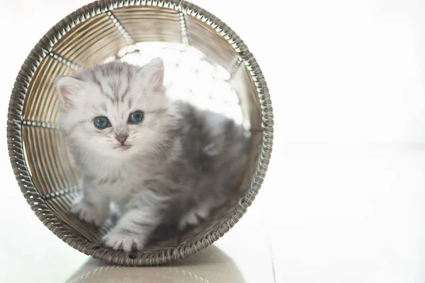 Chaton dans le panier — Photo