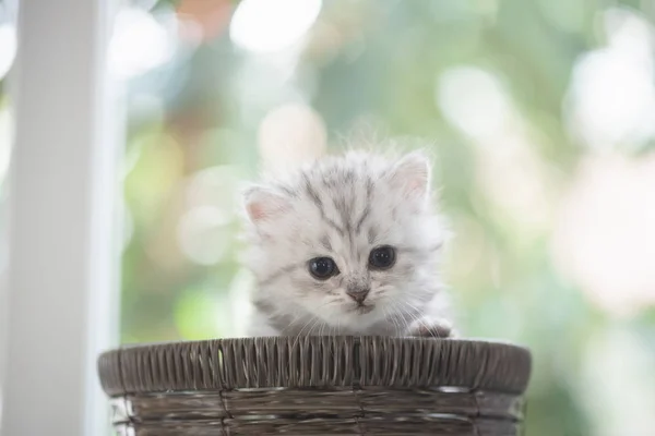 Gatinho no cesto — Fotografia de Stock