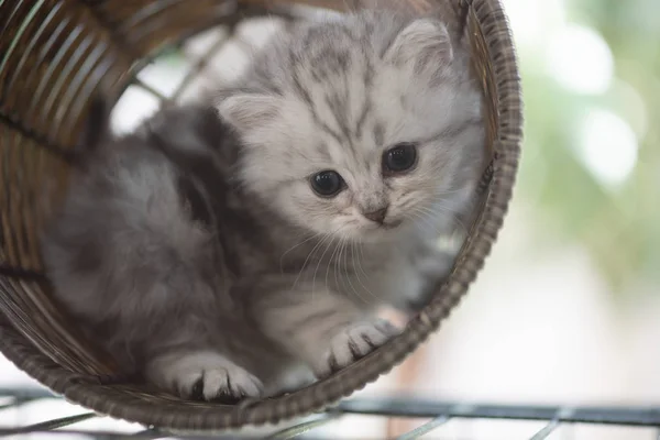 バスケットの子猫 — ストック写真