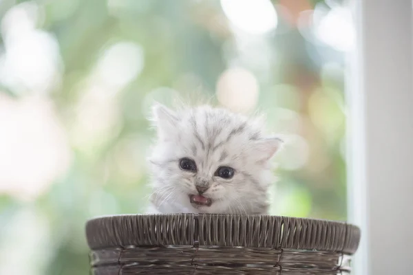 Gatito en cesta — Foto de Stock