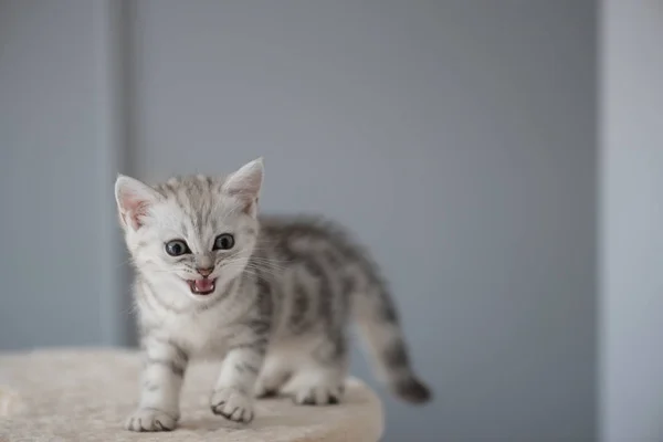 Lindo gatito en torre de gato — Foto de Stock