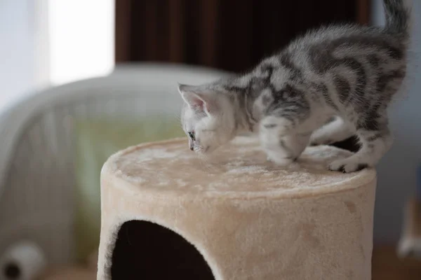 Lindo gatito en torre de gato — Foto de Stock