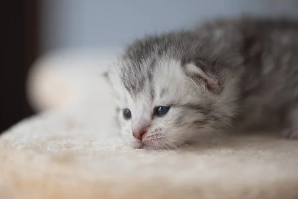 Lindo gatito bebé en la torre del gato — Foto de Stock