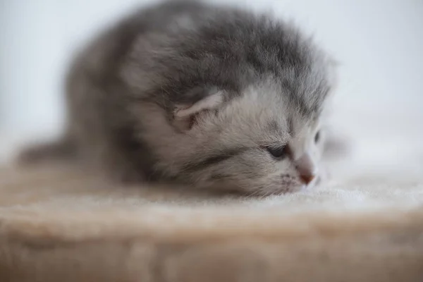 Cute baby kitten on cat tower — Stock Photo, Image