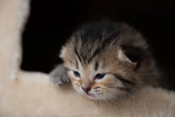 Niedliches Kätzchen auf Katzenturm — Stockfoto