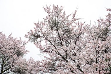 Japonya'da Yufuin bahar toplayan 