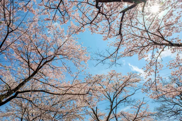 Fukuoka, Japonya sahne