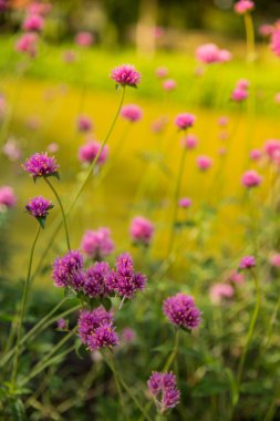  Menekşe çiçek sert güneş ışığı altında.