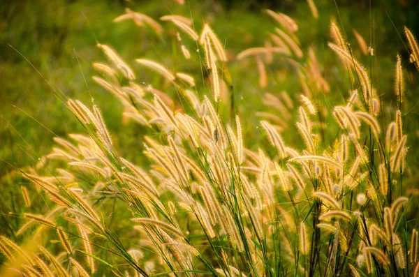 美しいイネ科、夕日の中に草原で草. — ストック写真