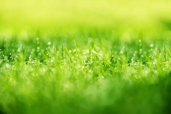 Fond d'herbe : fond naturel abstrait herbe verte avec — Photo