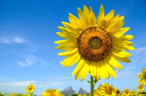 Літній фон, яскраво-жовтий соняшник над блакитним небом — стокове фото