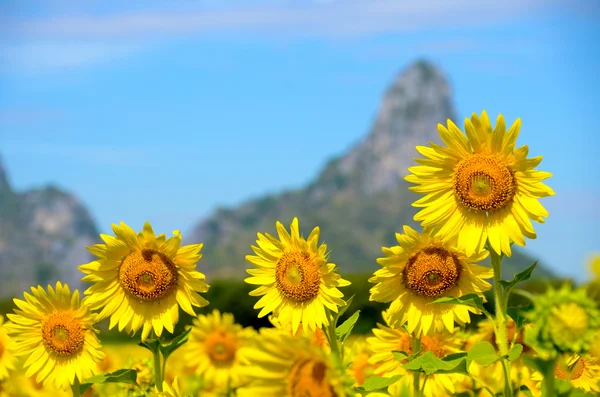 Summer background, bright yellow sunflower over blue sky — Stock Photo, Image