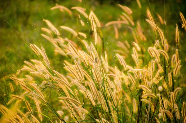 Kaunis Poaceae Ruoho Niityllä Auringonlaskun Aikana — kuvapankkivalokuva