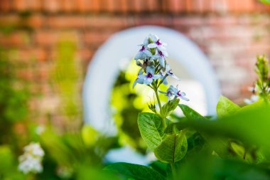 Zemin beton sert güneş ışığı ile parkta üzerinde duvar tuğla ve yeşil çalı.