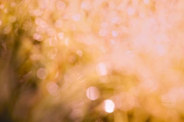 Vintage bulanık arka plan. çiğ damla bokeh zemin üzerinde.