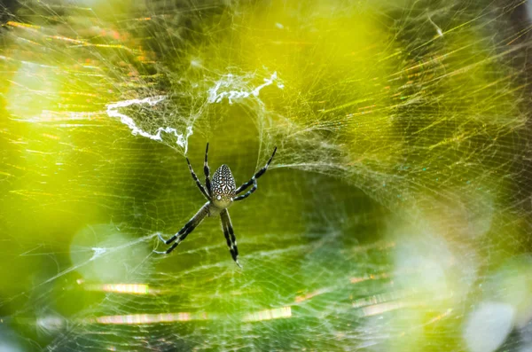 web and spider on a colorful sky. the art of web from spider with the sunlight.