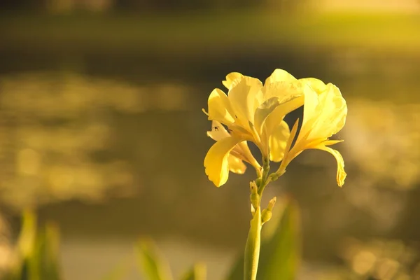 Canna Amarelo Luz Sol — Fotografia de Stock