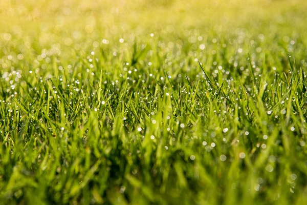 Grass Background Abstract Natural Background Green Grass Beautiful Bokeh Dew — Stock Photo, Image