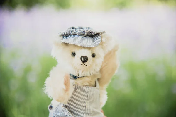 Vibrant Outdoor Photo Teddy Bear Sitting Yard Park White Flower — Stock Photo, Image