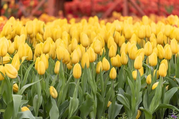 Żółty Tulip Jasny Kwiat Wiosny Miejsca Kopiowanie Banneru Internetowego Karty — Zdjęcie stockowe
