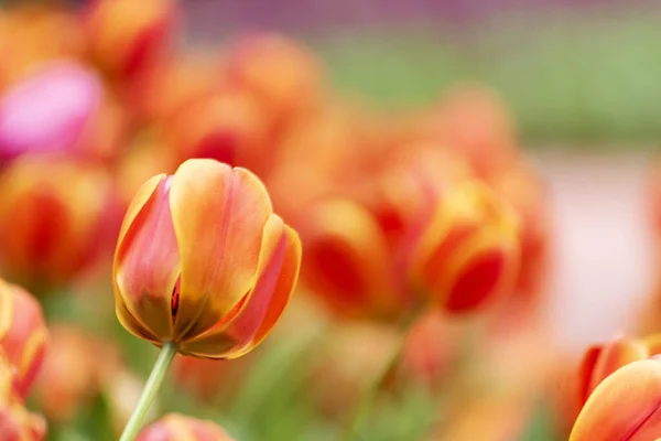 Vibrant Żółty Tulipan Jasny Kwiat Wiosny Miejsca Kopiowanie Banneru Internetowego — Zdjęcie stockowe