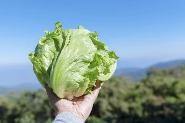 有機サラダのための健康な成分と農家の手の中に青空と庭で有機グリーンレタス 手に緑の新鮮な植物 — ストック写真