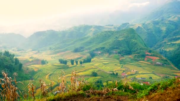 アジアの農場で田んぼ農業緑の風景屋外と4Kアジアの山 プランテーション緑の棚田生態系 ベトナムグリーンイエロー環境生態系 — ストック動画