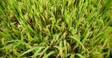 Rice Field Green ekosistem Asya pirinç tarlası Vietnam yeşil çiftliği. Organik çiftlikte tropikal gün doğumu olan altın yeşili pirinç terasları ekin..